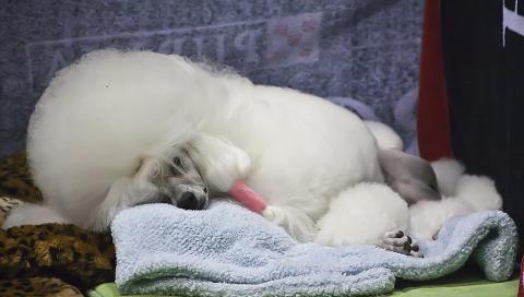 Sleeping Toy
